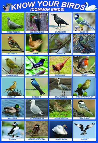 Birds garden educational - a2,