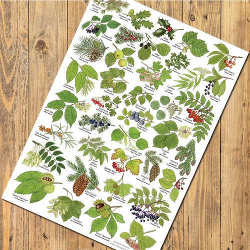 British tree leaves art - leaves,