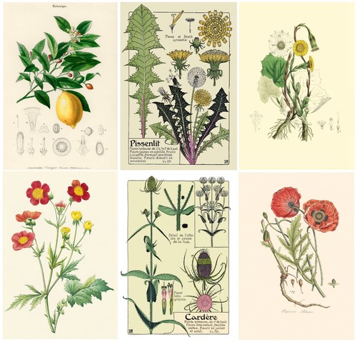 Vintage botanical wall - wall, art