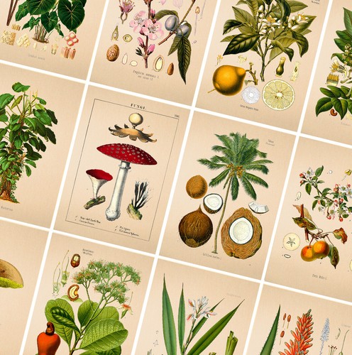 Vintage botanical posters - vintage,