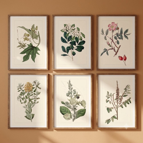 Set vintage botanical art - set,