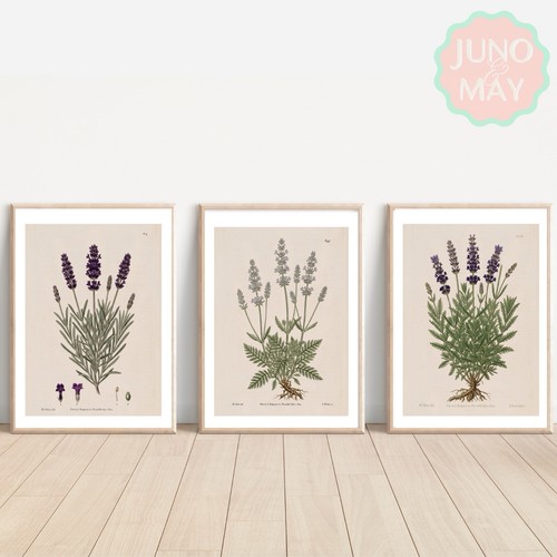 Set watercolour lavender - watercolour,